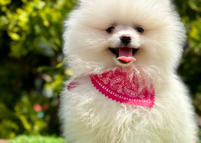 Pomeranian Boo Teddy Face